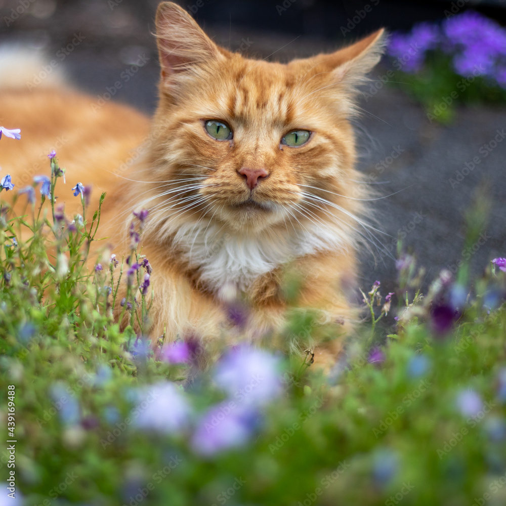 Obraz premium Ginger cat sitting in flowers