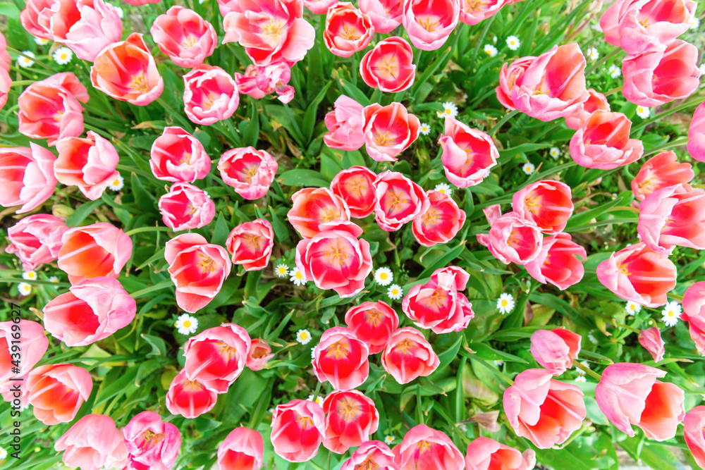 Red tulips flowers, spring field of flowers Red tulips flowers, spring field of flowers
