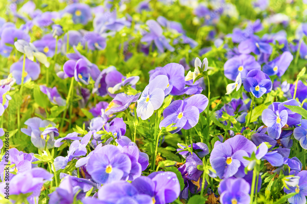 Field on violet flowers, spring flower nature background