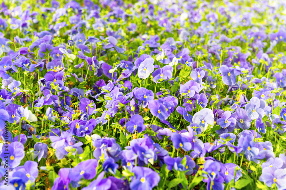 Naklejka premium Field on violet flowers, spring flower nature background
