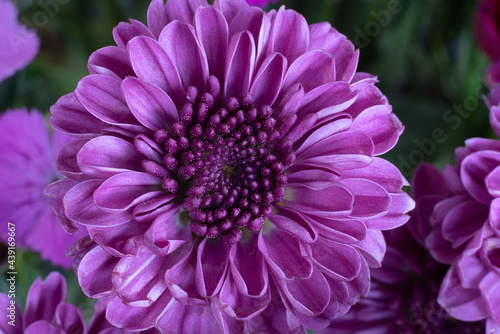 Purple flower close up macro.