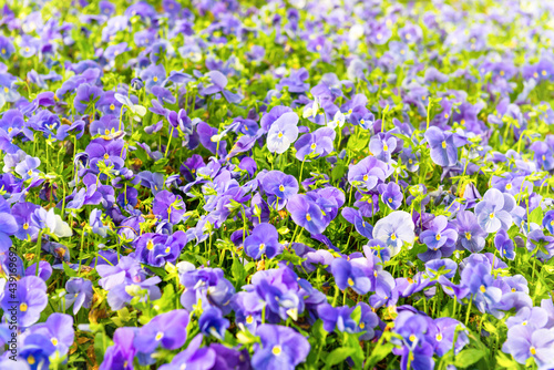 Field on violet flowers  spring flower nature background