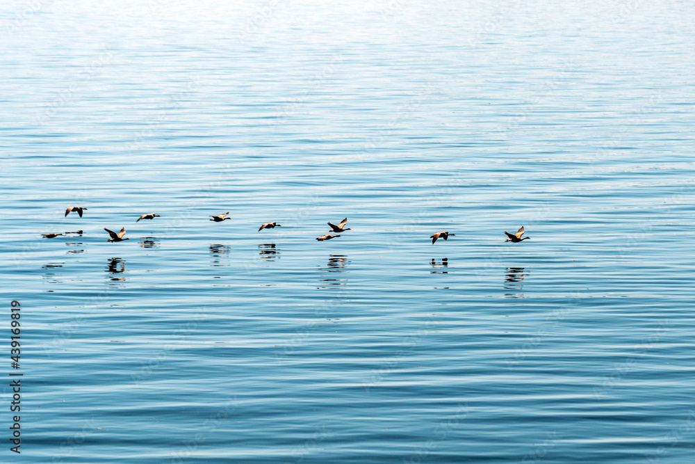 Canada Geese flying very low over silky blue water Canada Geese flying very low over silky blue water