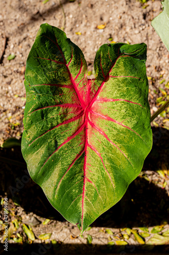 Colorful taioba leaf in the garden. photo