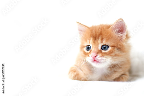 A beautiful bright red kitten on a white background looks to the side. Young cute little red kitty. Long haired ginger kitten play at home. Cute funny home pets. space for text