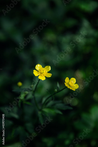 Small yellow flowers in the forest. Vertical.