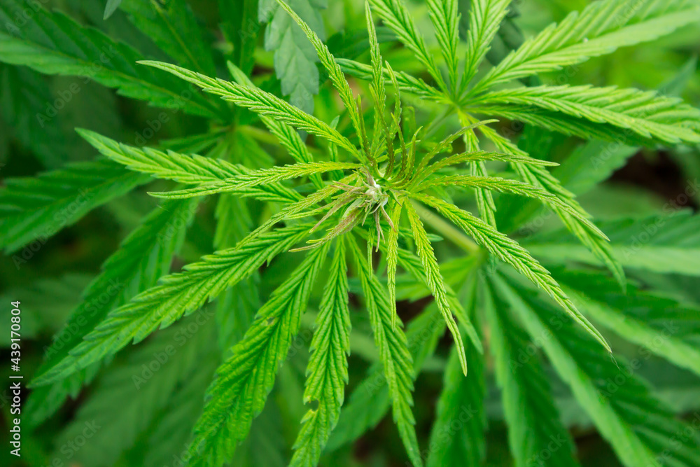 fresh juicy green hemp grows in a bush. marijuana branch fresh juicy green hemp grows in a bush. marijuana branch