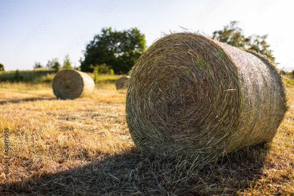 Mehrere Strohballen Heu Hauballen liegen auf dem Feld Mehrere Strohballen Heu Hauballen liegen auf dem Feld