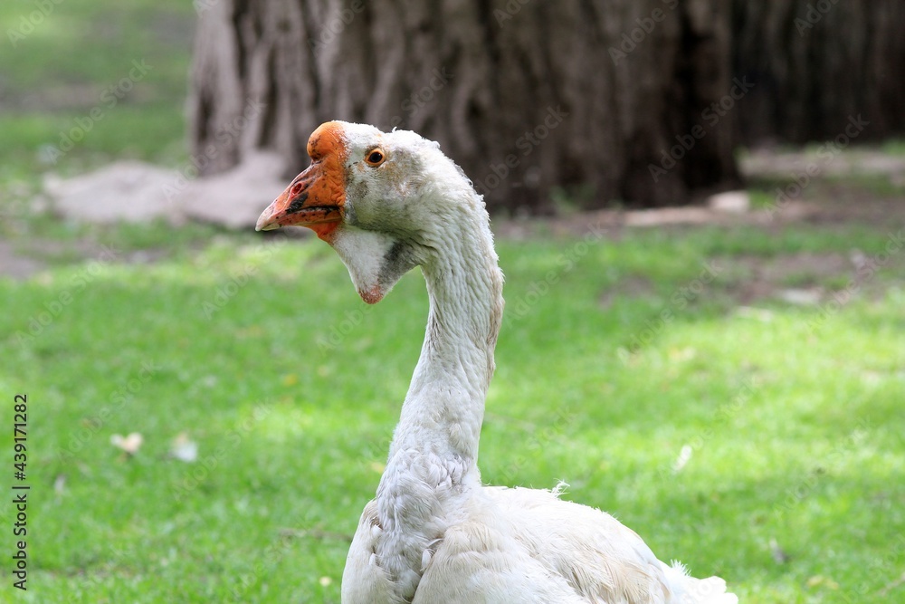 Obraz premium Domestic geese in the poultry yard