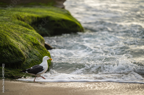 Seagull Walking on the Beach