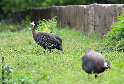 Domestic guinea fowl in the poultry yard