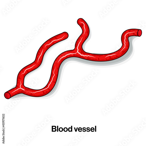 Blood vessel Illustration in white background