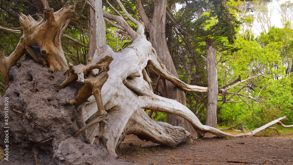 Uprooted Tree in Seal Cove Cypress Tree Tunnel Uprooted Tree in Seal Cove Cypress Tree Tunnel