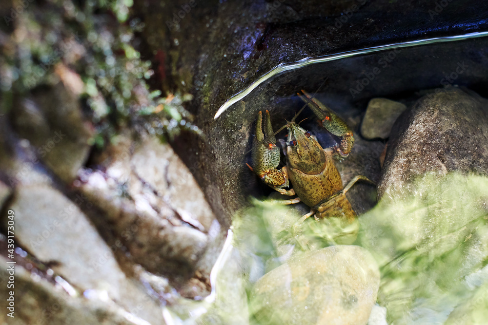Astacus cancer hiding underwater in a rocky mountain stream