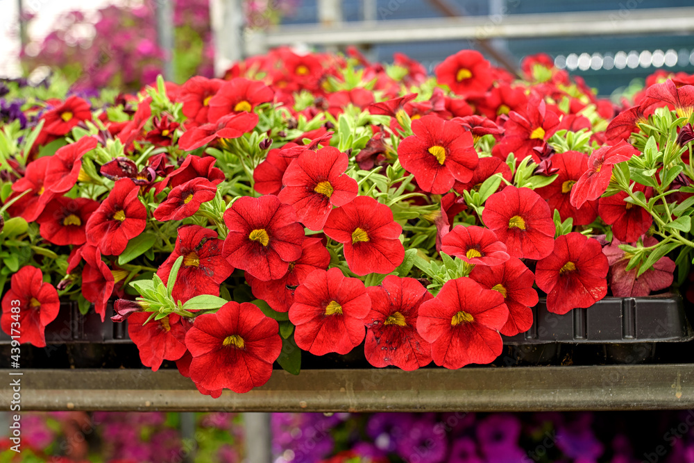 Naklejka premium Close-up of seedlings with red kalibrahoa flowers in the garden center.