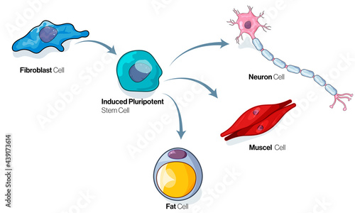 Fibroblast cell differentiation pathway illustration or cellular reprogramming. photo