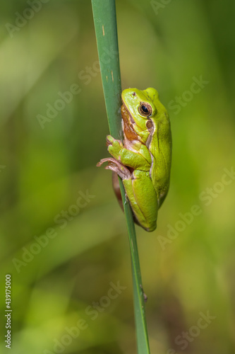 Hyla arborea - Green tree frog on a stalk. The background is green. The photo has a nice bokeh.