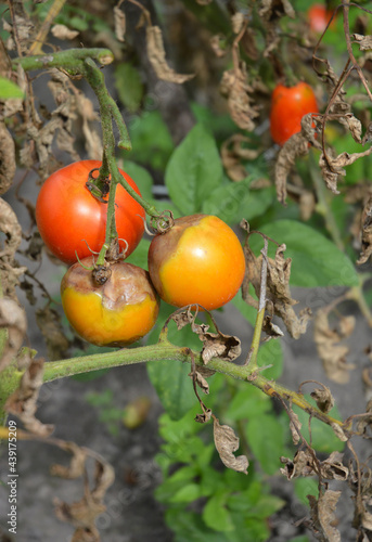 Tomato downy mildew disease. A close-up of a tomato plant with rotten tomatoes and dry leaves infected by downy mildew disease.