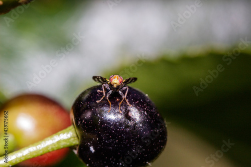 A specimen of Rhagoletis Completa
