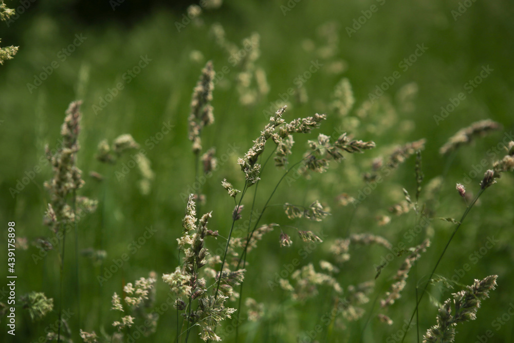 Bent grasses flowers dactylis wild meadow plants in summer. Abstract fresh wild grass flowers, herbs. Bent grasses flowers dactylis wild meadow plants in summer. Abstract fresh wild grass flowers, herbs.
