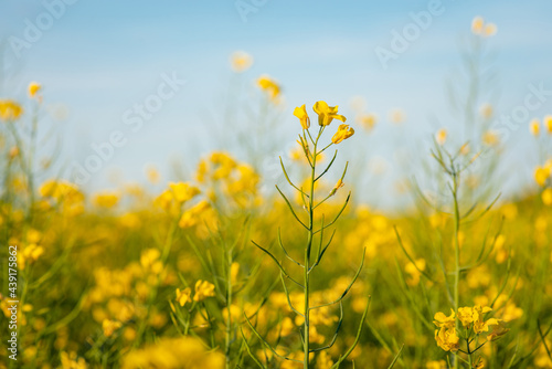 Close-up shot of blooming rapeseed in big agricultural field. Oil plant while blooming