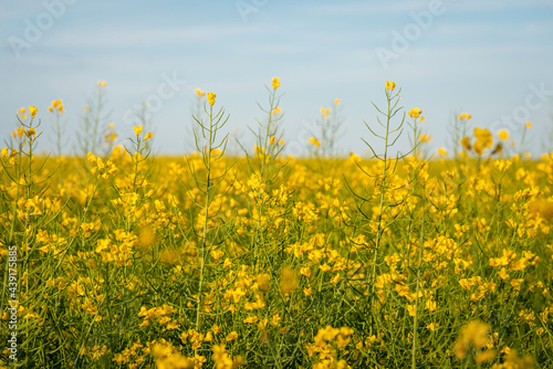 Huge field of rapeseed. Bright blooming rapeseed flower in the countryside