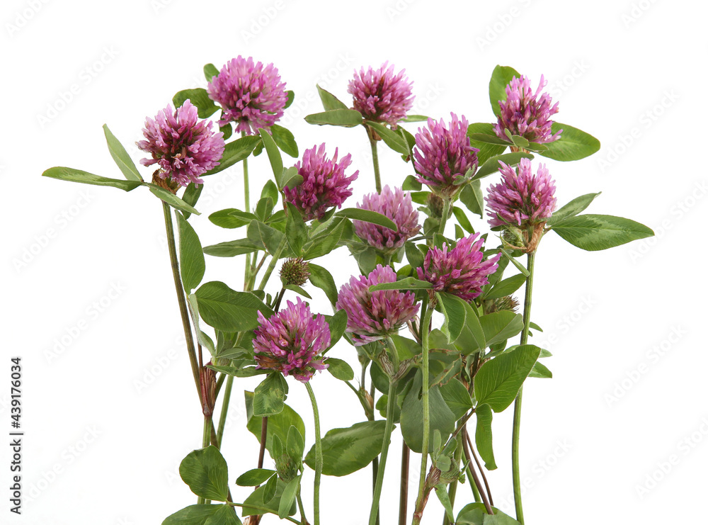Clover flowers isolated on white background. Blooming wild pink clovers growing. Clover flowers isolated on white background. Blooming wild pink clovers growing.