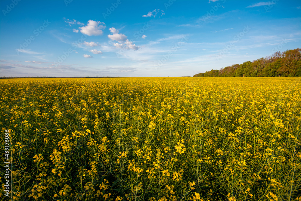Field of blooming rapeseed with bright sky at the background in the evening. Agricultural farmers field