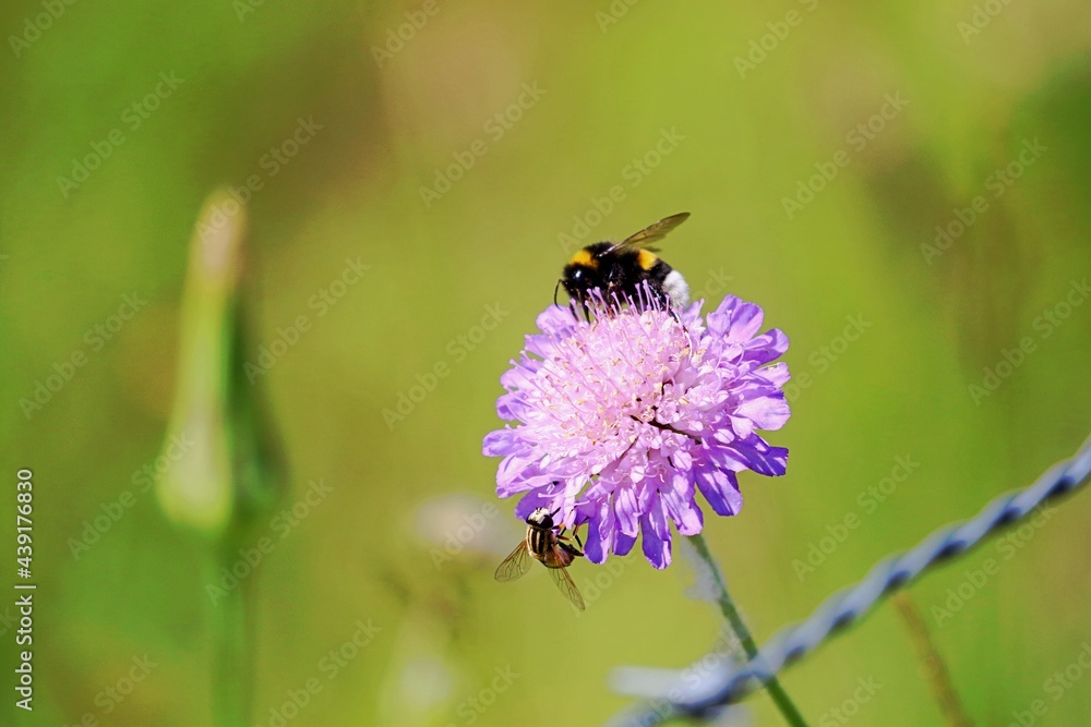 Nahaufnahme Biene auf Blüte