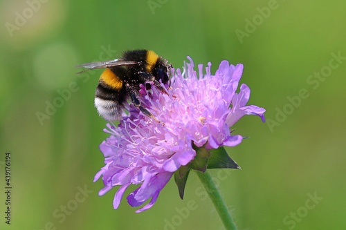 Nahaufnahme Biene auf Blüte © Peter