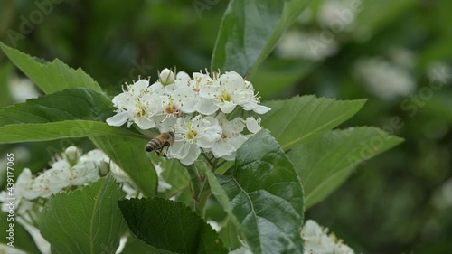 Honey bees flying insects on white sorbus aria blossom, the whitebeam deciduous tree. Close-up of bees pollinating a flower in the summer month of June. photo