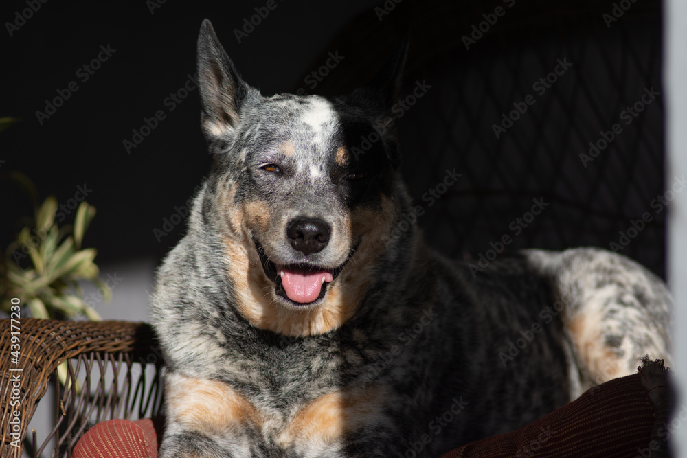 portrait of a dog with half its face in the shadow portrait of a dog with half its face in the shadow