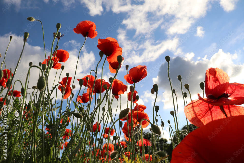 Obraz premium Vivid poppy field. Beautiful red poppy flowers on green fleecy stems grow in the field. Scarlet poppy flowers in the sunset light. Close-up of poppies