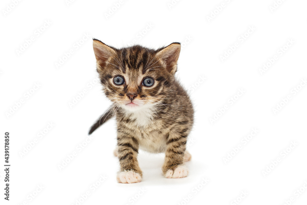 Small gray, striped kitten