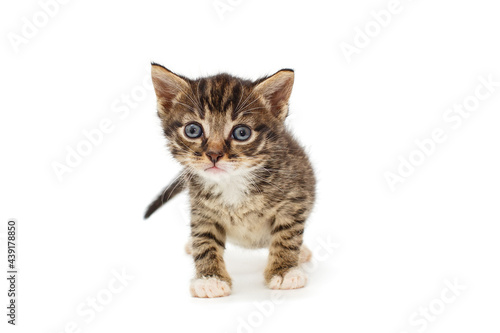Small gray, striped kitten