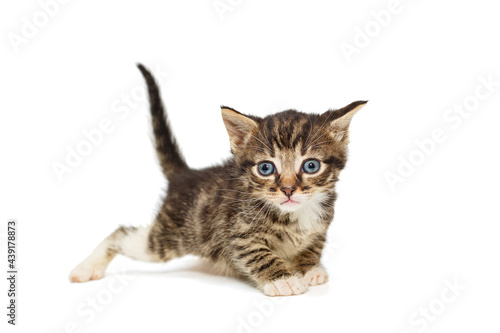 Fototapeta Naklejka Na Ścianę i Meble -  Small gray, striped kitten