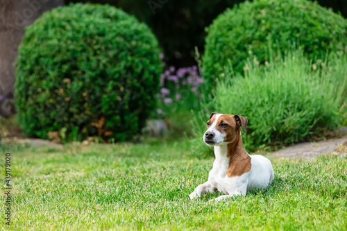 Adult male jack russell terrier dog sitting on a grass in a garden in spring