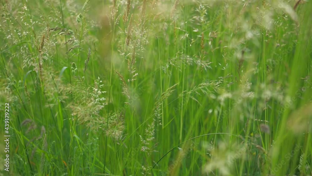 Beautiful green meadow in the forest at sunset. Slow motion Beautiful green meadow in the forest at sunset. Slow motion