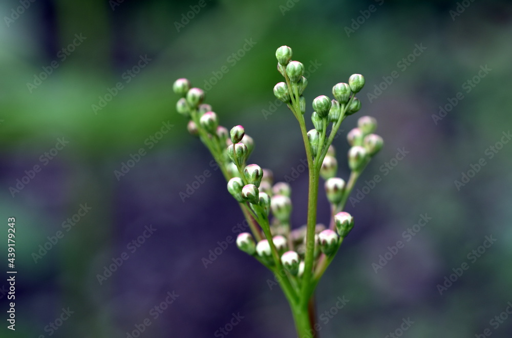 Knospen einer knolligen Spierstaude Knospen einer knolligen Spierstaude