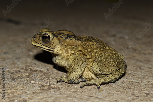 A toad sitting on the ground