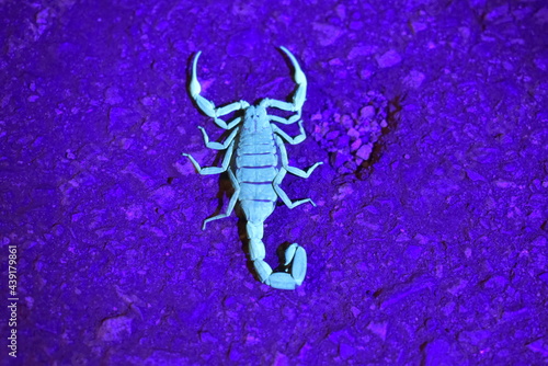 Scorpion glow blue-green under UV light at the night time