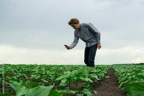 modern farmer inspects farmland. a farmer's son photographs a sunflower sprout for a report