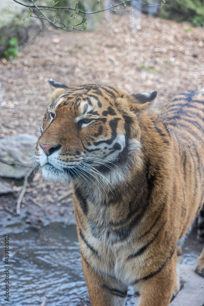 Fototapeta premium Promenade au monde sauvage d'Awaille