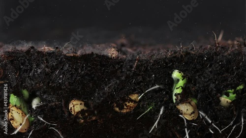 Time lapse of growing young plants from seeds, close-up. Concept of gardening and plant growth.
