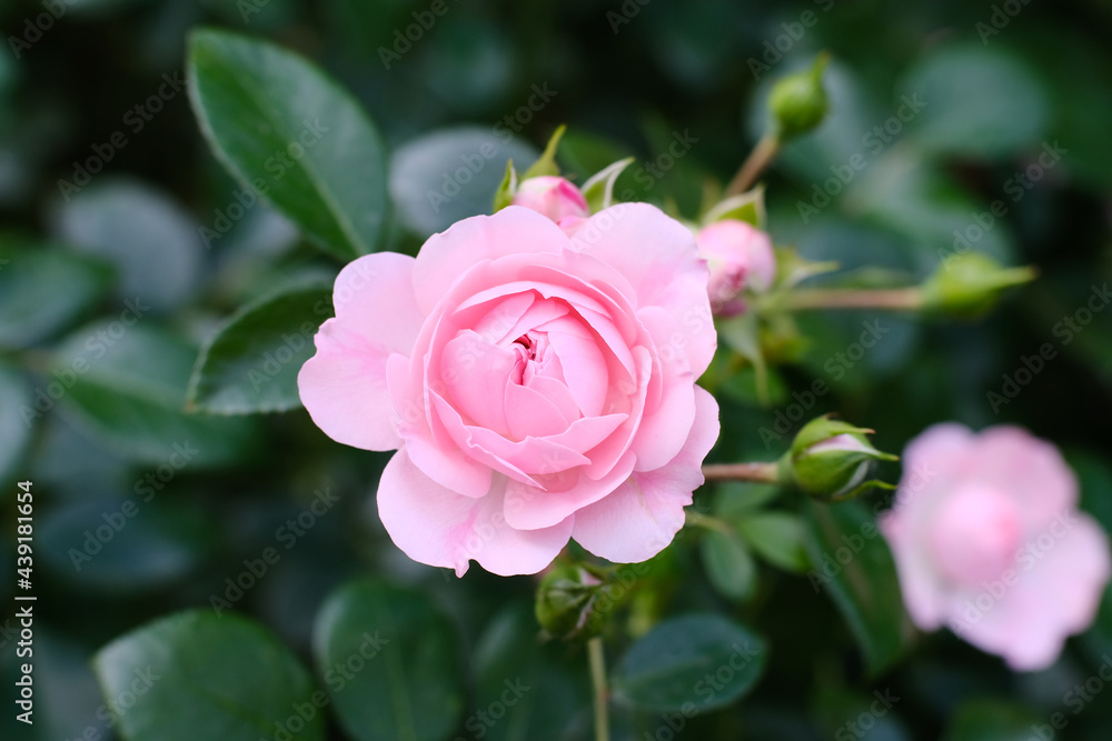 Pink rose