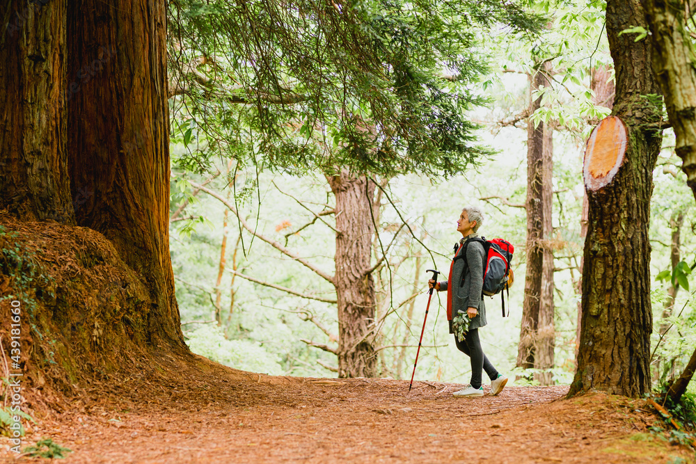 Obraz premium Active elderly woman hiking through a redwood forest with backpack and trekking pole. mountain sports and activities.