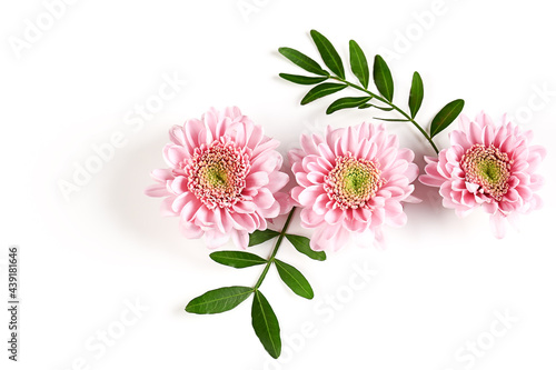pink chrysanthemums with green twigs on a white background. delicate autumn flowers. Botanical flower background