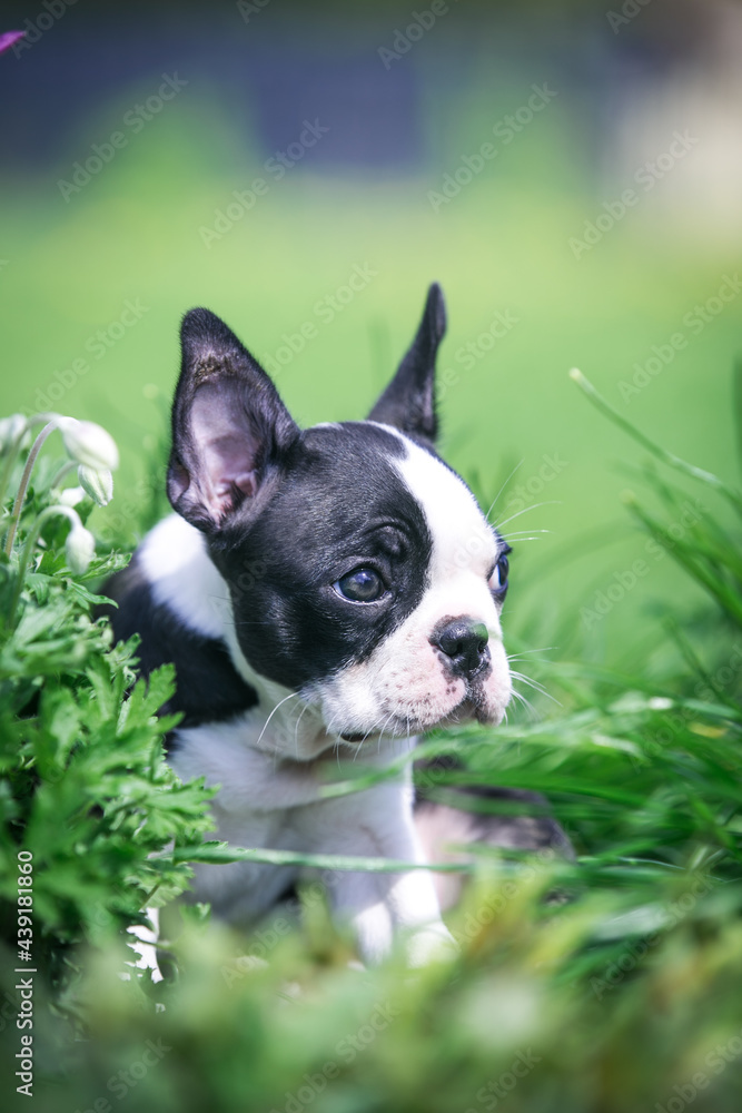 Boston terrier posing in the park outside. Dog in green grass and flowers around. Puppy in kennel with pedigree	