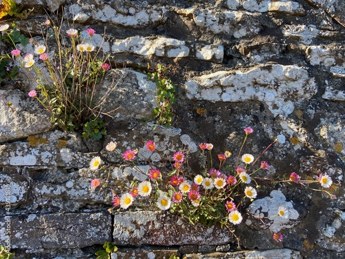 Mexican fleabane (Erigeron karvinskianus) or Winchelsea daisies (also named locally in several regions) found in south West England in walls and crevices near the sea  photo