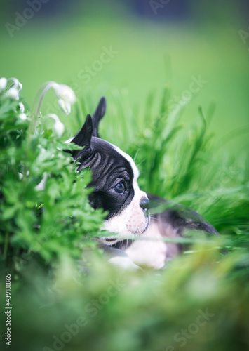 Boston terrier posing in the park outside. Dog in green grass and flowers around. Puppy in kennel with pedigree © Evelina